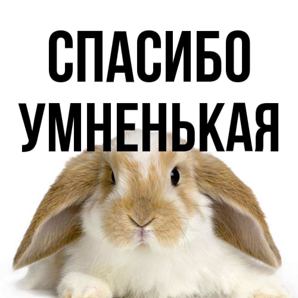 Открытка на каждый день с именем, Умненькая Спасибо коричнево белый заяц Прикольная открытка с пожеланием онлайн скачать бесплатно 