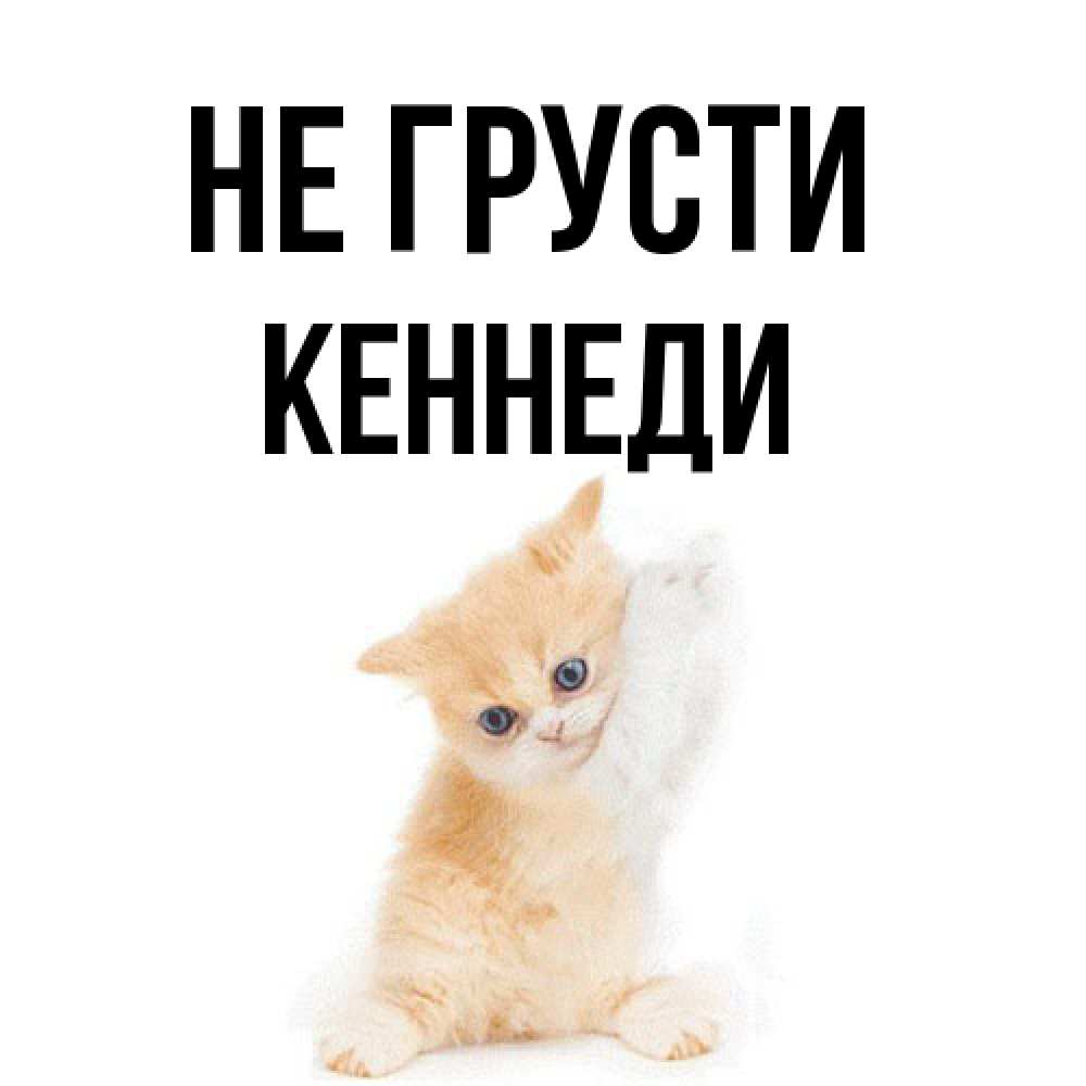 Открытка на каждый день с именем, Кеннеди Не грусти просящий кот Прикольная открытка с пожеланием онлайн скачать бесплатно 