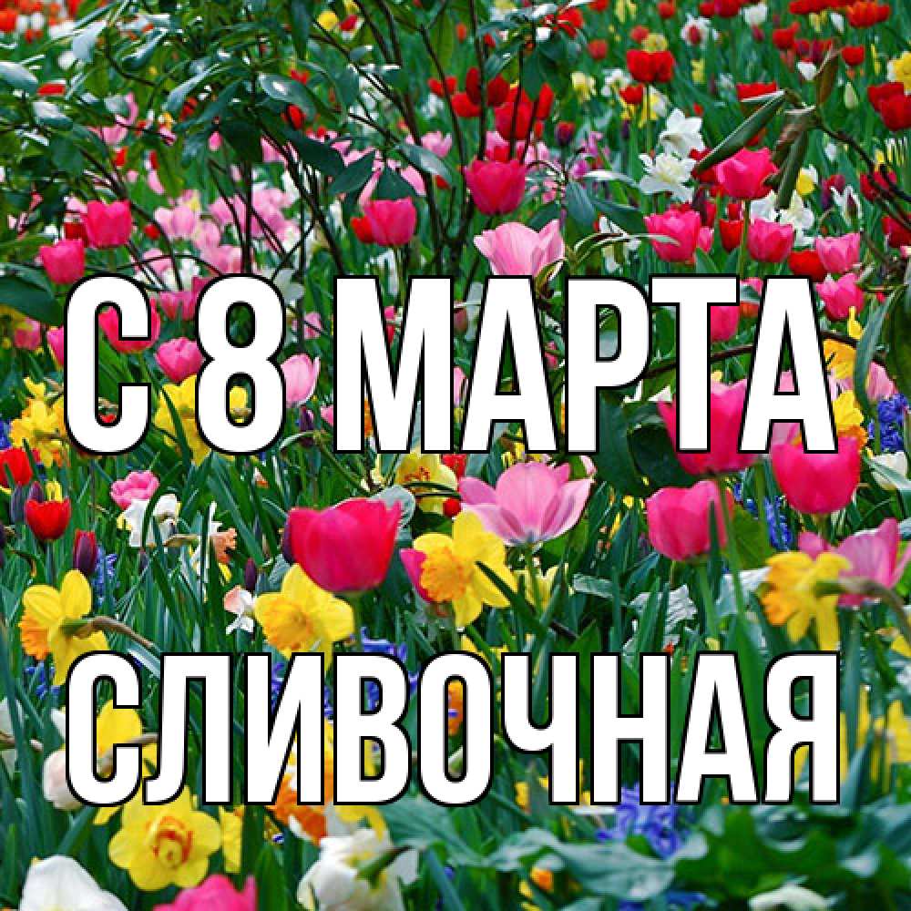 Открытка на каждый день с именем, Сливочная C 8 МАРТА с международным женским днем поздравления для женщины Прикольная открытка с пожеланием онлайн скачать бесплатно 