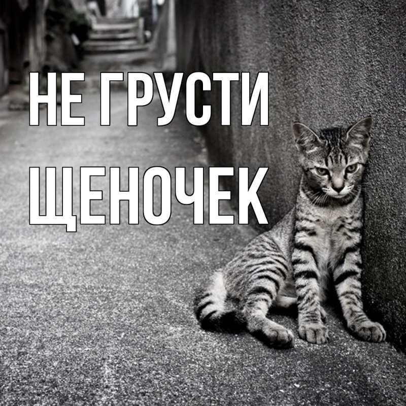 Картинка Не грусти, Щеночек