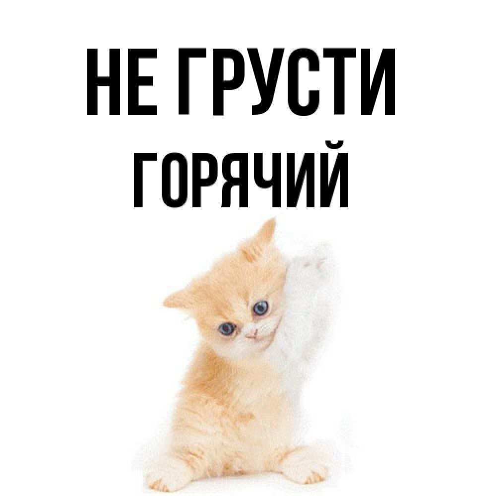 Открытка на каждый день с именем, Горячий Не грусти просящий кот Прикольная открытка с пожеланием онлайн скачать бесплатно 