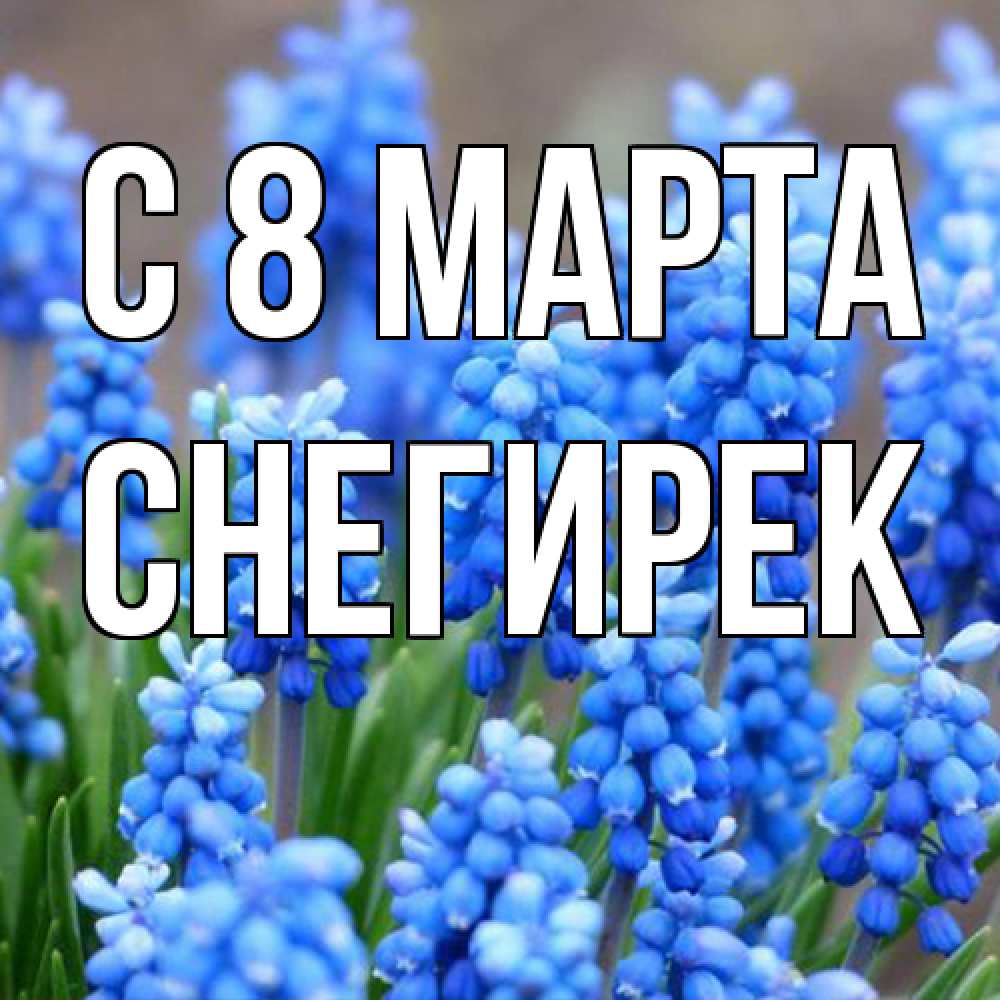 Открытка на каждый день с именем, снегирек C 8 МАРТА Поздравительная открытка для женщин с цветами на праздничную дату Прикольная открытка с пожеланием онлайн скачать бесплатно 