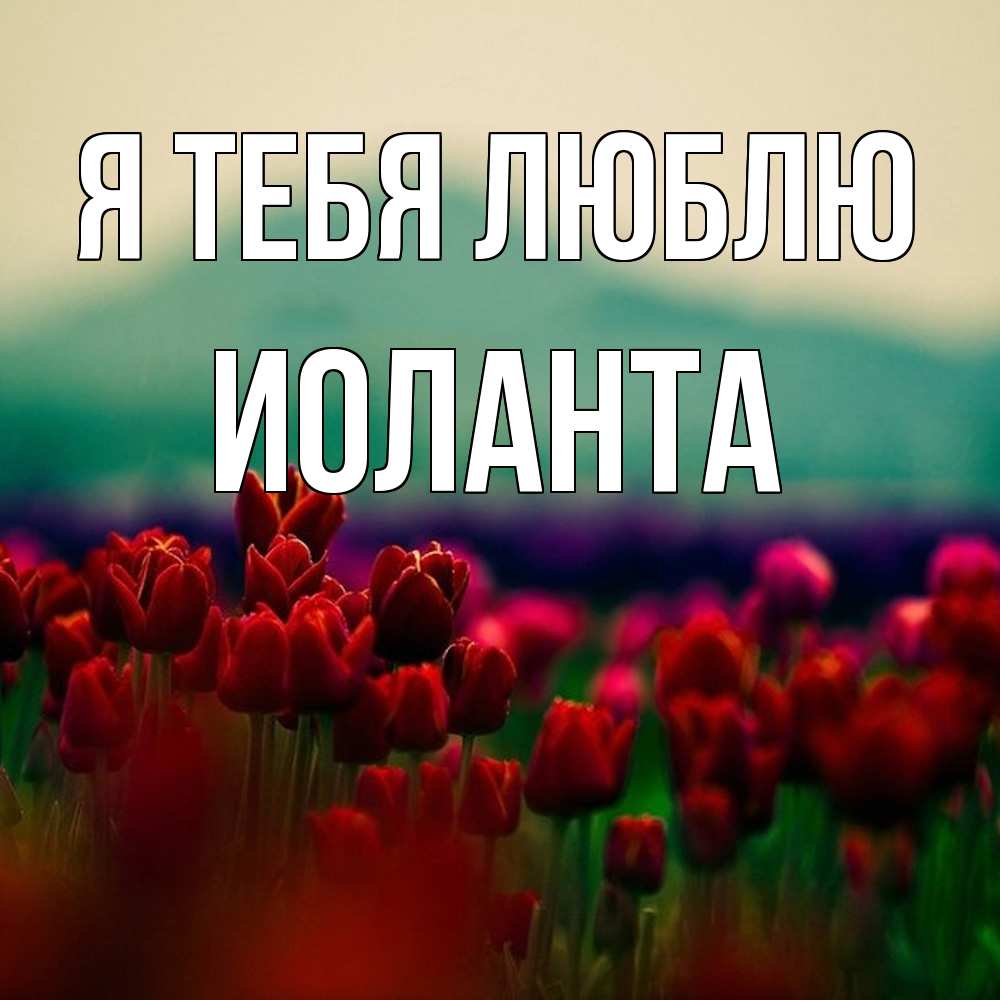 Открытка на каждый день с именем, Иоланта Я тебя люблю тюльпаны 4 Прикольная открытка с пожеланием онлайн скачать бесплатно 