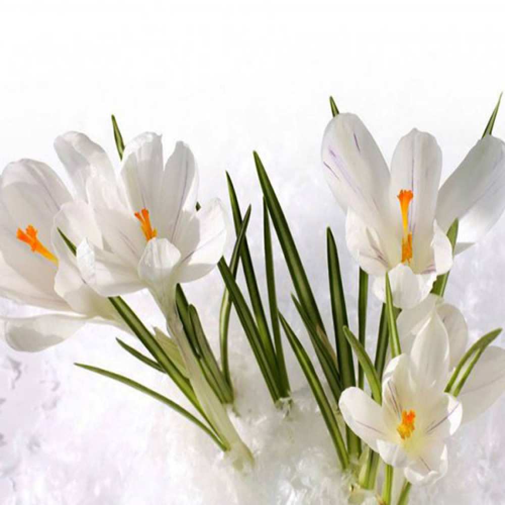 Открытка на каждый день с именем, Принцесочка C 8 МАРТА под снегом Прикольная открытка с пожеланием онлайн скачать бесплатно 