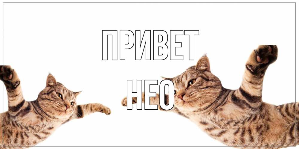 Открытка на каждый день с именем, Нео Привет кот Прикольная открытка с пожеланием онлайн скачать бесплатно 