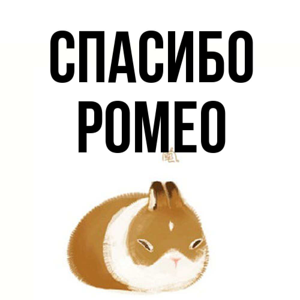 Открытка на каждый день с именем, Ромео Спасибо коричнево белый домашний питомец Прикольная открытка с пожеланием онлайн скачать бесплатно 