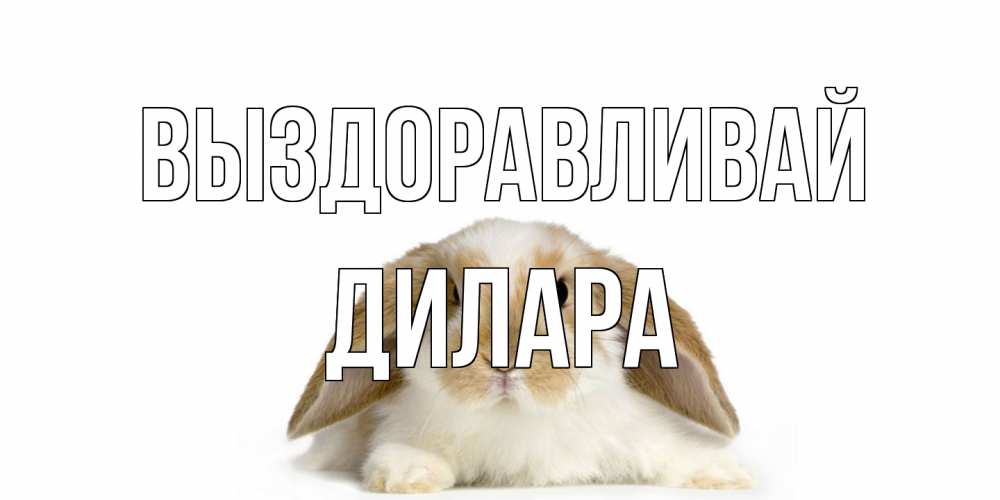 Открытка на каждый день с именем, Дилара Выздоравливай вислоухий кролик белого и коричневого цвета Прикольная открытка с пожеланием онлайн скачать бесплатно 