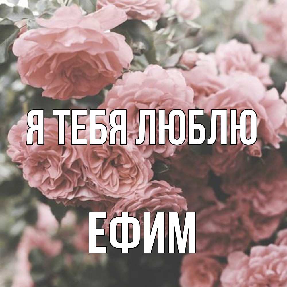 Открытка на каждый день с именем, Ефим Я тебя люблю розы 3 Прикольная открытка с пожеланием онлайн скачать бесплатно 