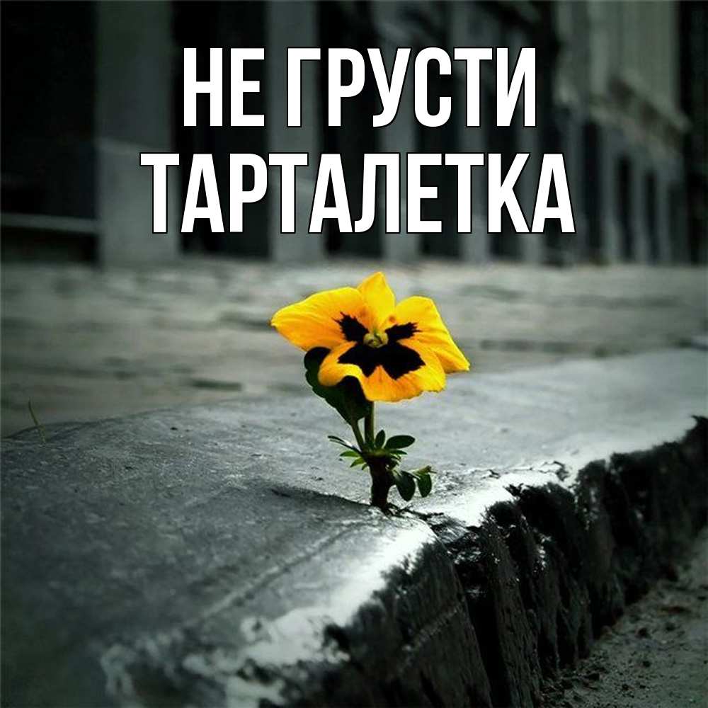 Открытка на каждый день с именем, Тарталетка Не грусти не сдавайся Прикольная открытка с пожеланием онлайн скачать бесплатно 