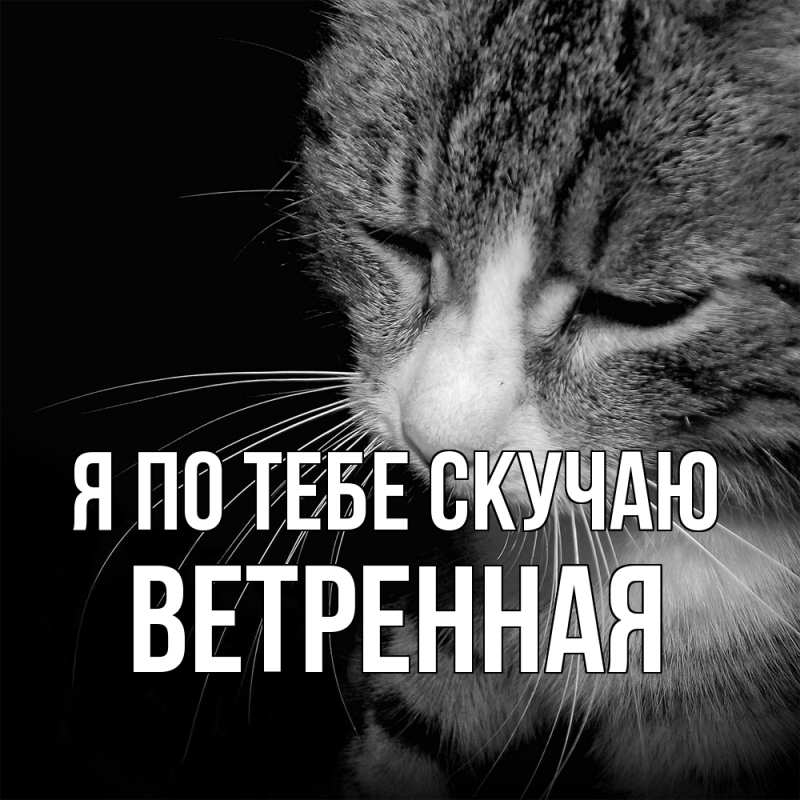 Картинка Я по тебе скучаю, Ветренная