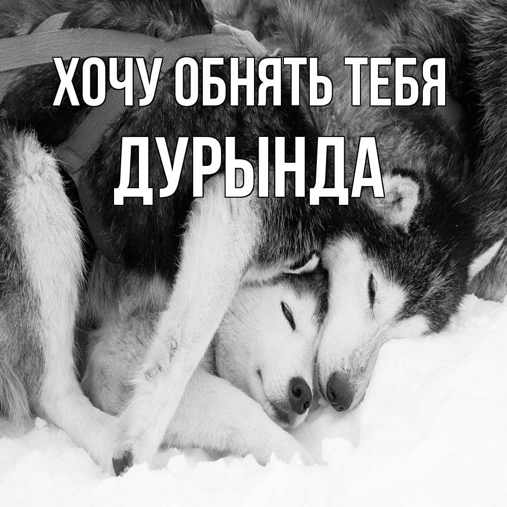 Открытка на каждый день с именем, Дурында Хочу обнять тебя собачки в упряжке Прикольная открытка с пожеланием онлайн скачать бесплатно 