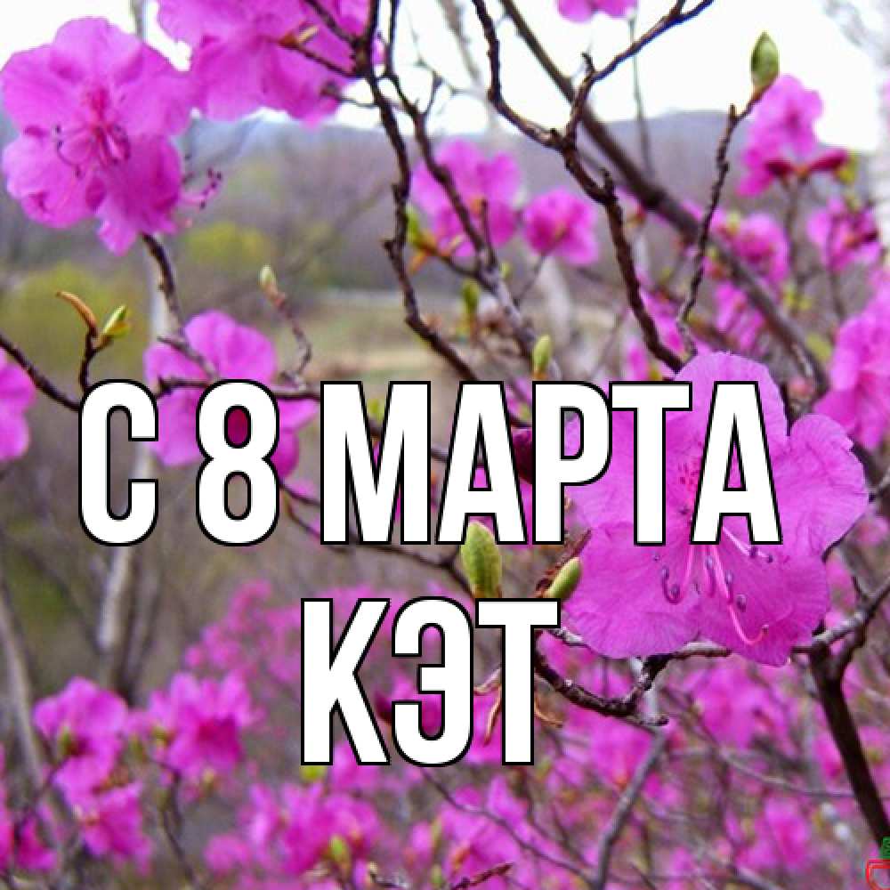 Открытка на каждый день с именем, Кэт C 8 МАРТА международный женский день Прикольная открытка с пожеланием онлайн скачать бесплатно 