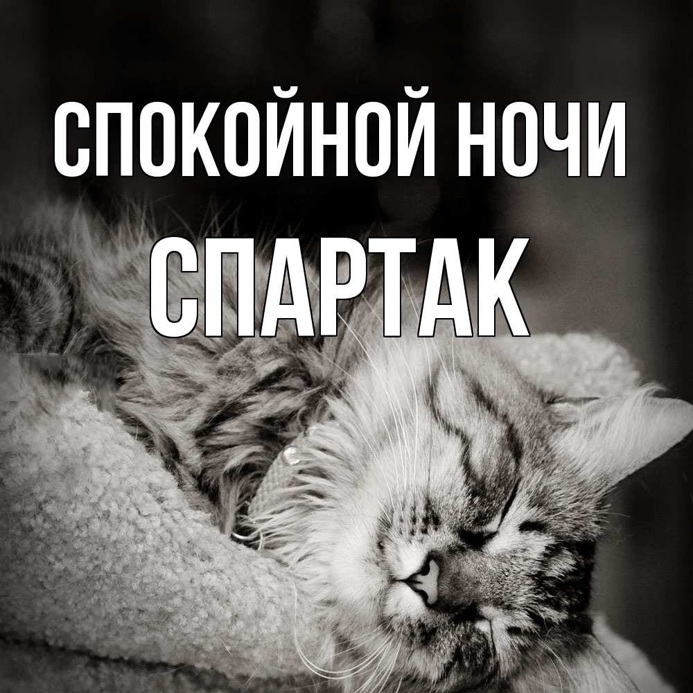 Открытка на каждый день с именем, Спартак Спокойной ночи котярик пушистый Прикольная открытка с пожеланием онлайн скачать бесплатно 