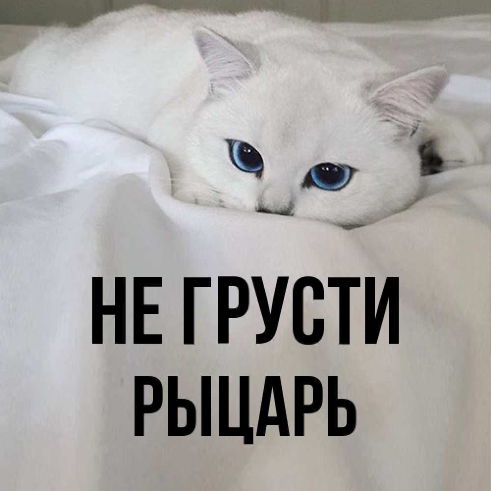 Открытка на каждый день с именем, Рыцарь Не грусти Голубоглазая кошка Прикольная открытка с пожеланием онлайн скачать бесплатно 