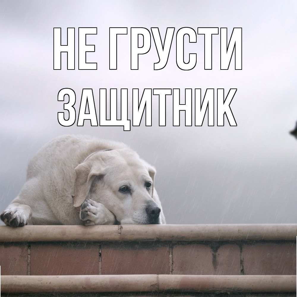 Открытка на каждый день с именем, Защитник Не грусти белый пес 1 Прикольная открытка с пожеланием онлайн скачать бесплатно 