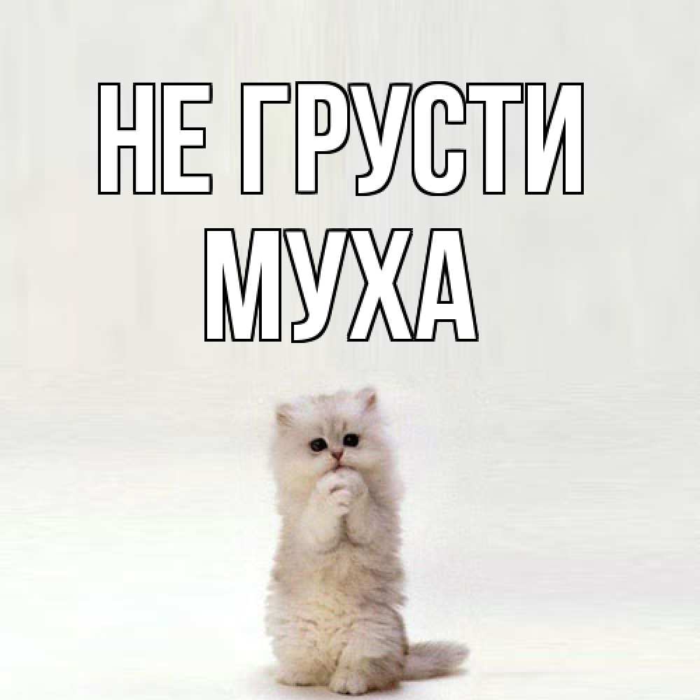 Открытка на каждый день с именем, Муха Не грусти грустный кот Прикольная открытка с пожеланием онлайн скачать бесплатно 