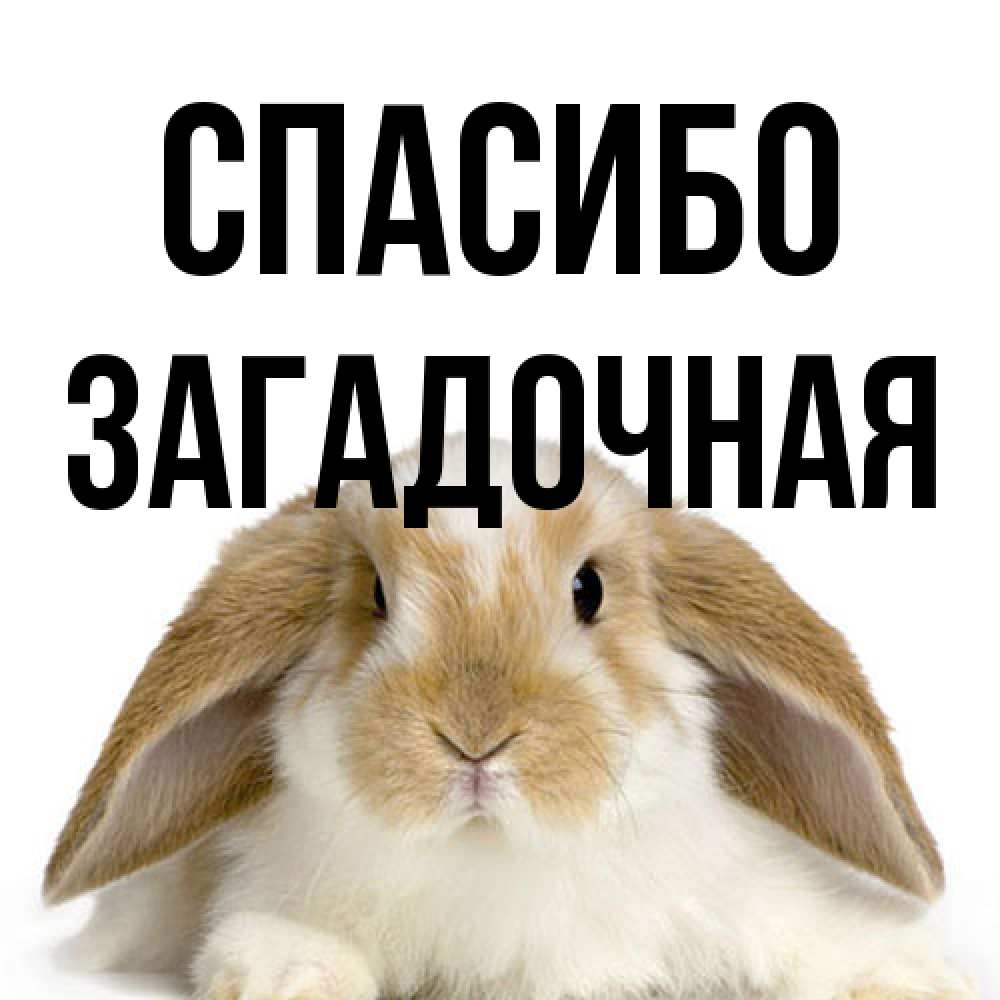 Открытка на каждый день с именем, загадочная Спасибо коричнево белый заяц Прикольная открытка с пожеланием онлайн скачать бесплатно 