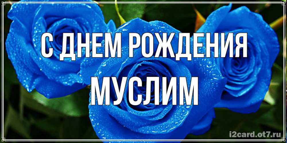 Открытка на каждый день с именем, Муслим С днем рождения розы с синим цветом Прикольная открытка с пожеланием онлайн скачать бесплатно 