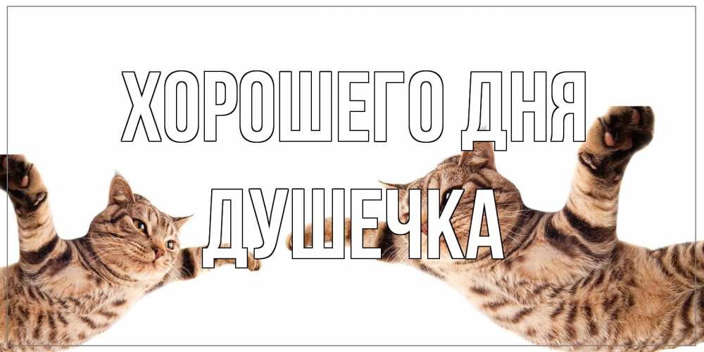 Открытка на каждый день с именем, душечка Хорошего дня хорошего дня Прикольная открытка с пожеланием онлайн скачать бесплатно 