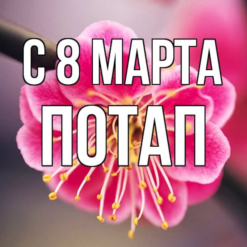 Картинка C 8 МАРТА, Потап