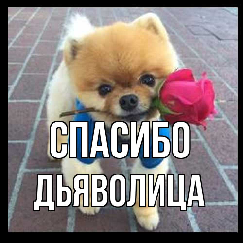 Открытка на каждый день с именем, Дьяволица Спасибо спасибо и дарю тебе цветок Прикольная открытка с пожеланием онлайн скачать бесплатно 