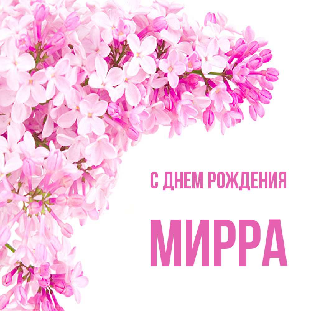 Открытка на каждый день с именем, Мирра С днем рождения Сирень на белом фоне Прикольная открытка с пожеланием онлайн скачать бесплатно 