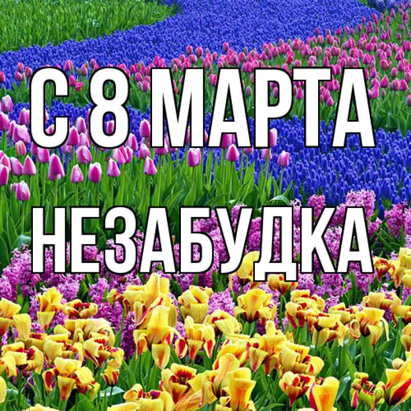 Картинка C 8 МАРТА, Незабудка