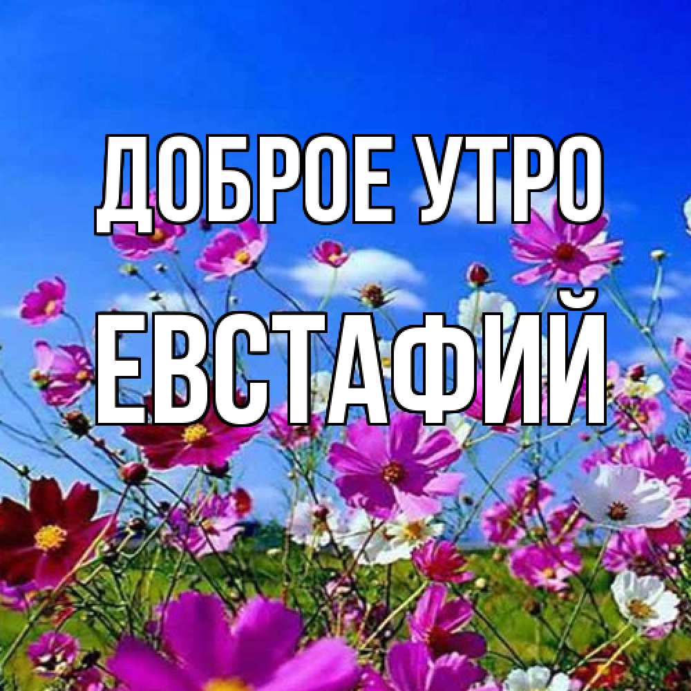 Открытка на каждый день с именем, Евстафий Доброе утро сиреневые цветы Прикольная открытка с пожеланием онлайн скачать бесплатно 