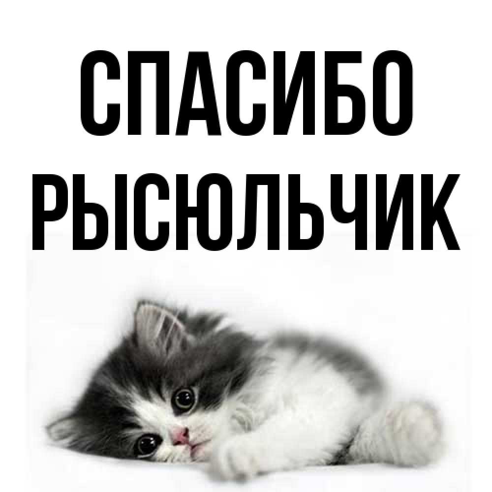 Открытка на каждый день с именем, Рысюльчик Спасибо черный и белый кот Прикольная открытка с пожеланием онлайн скачать бесплатно 