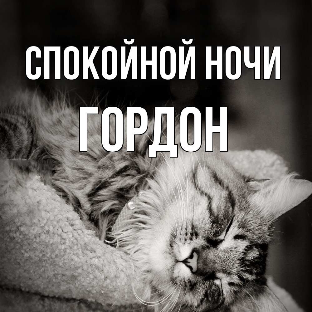 Открытка на каждый день с именем, Гордон Спокойной ночи котярик пушистый Прикольная открытка с пожеланием онлайн скачать бесплатно 