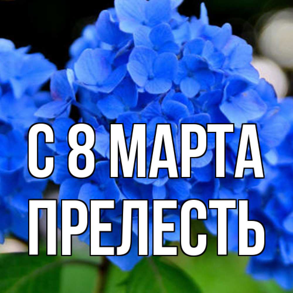 Открытка на каждый день с именем, прелесть C 8 МАРТА синие цветы Прикольная открытка с пожеланием онлайн скачать бесплатно 