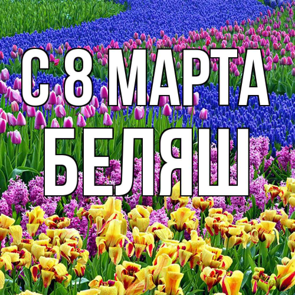 Открытка на каждый день с именем, Беляш C 8 МАРТА цветы Прикольная открытка с пожеланием онлайн скачать бесплатно 