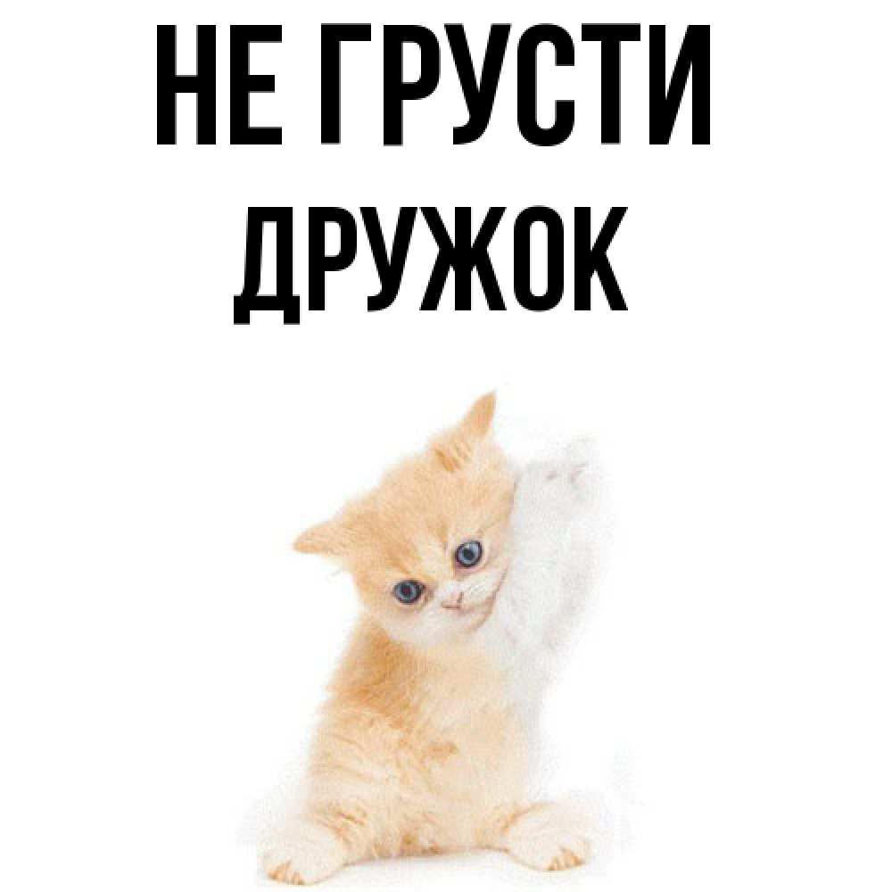 Открытка на каждый день с именем, Дружок Не грусти просящий кот Прикольная открытка с пожеланием онлайн скачать бесплатно 
