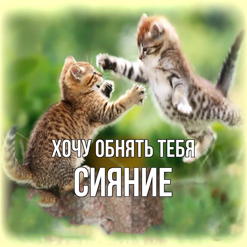 Открытка на каждый день с именем, Сияние Хочу обнять тебя игры котят Прикольная открытка с пожеланием онлайн скачать бесплатно 
