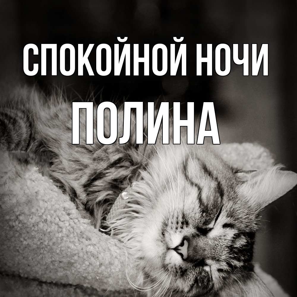 Открытка на каждый день с именем, Полина Спокойной ночи котярик пушистый Прикольная открытка с пожеланием онлайн скачать бесплатно 