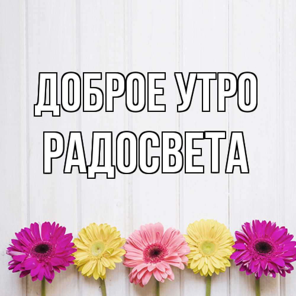 Открытка на каждый день с именем, Радосвета Доброе утро красный желтый и розовый цветок Прикольная открытка с пожеланием онлайн скачать бесплатно 