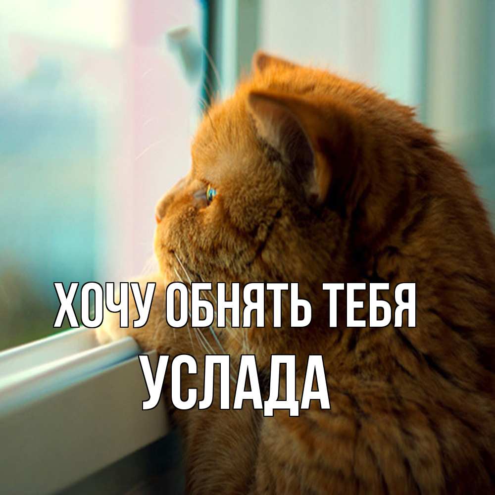 Открытка на каждый день с именем, услада Хочу обнять тебя большой огромный рыжий котяра Прикольная открытка с пожеланием онлайн скачать бесплатно 