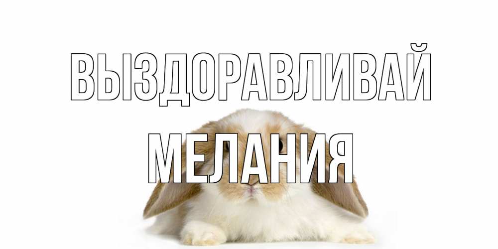 Открытка на каждый день с именем, Мелания Выздоравливай вислоухий кролик белого и коричневого цвета Прикольная открытка с пожеланием онлайн скачать бесплатно 
