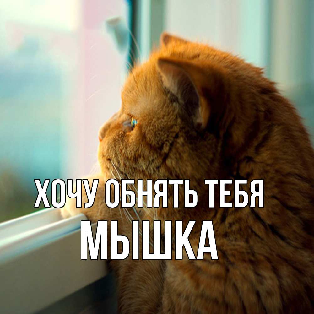 Открытка на каждый день с именем, Мышка Хочу обнять тебя большой огромный рыжий котяра Прикольная открытка с пожеланием онлайн скачать бесплатно 