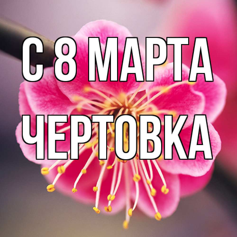Открытка на каждый день с именем, Чертовка C 8 МАРТА цветы Прикольная открытка с пожеланием онлайн скачать бесплатно 