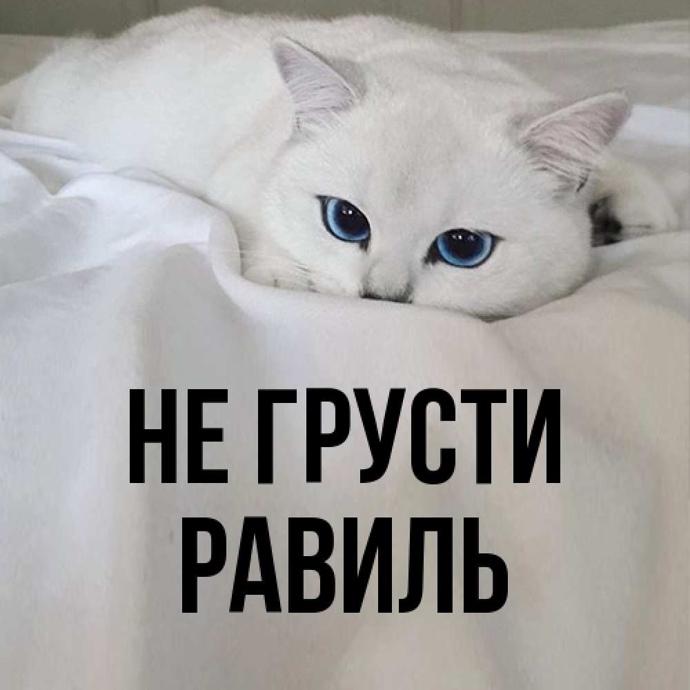 Открытка на каждый день с именем, равиль Не грусти Голубоглазая кошка Прикольная открытка с пожеланием онлайн скачать бесплатно 
