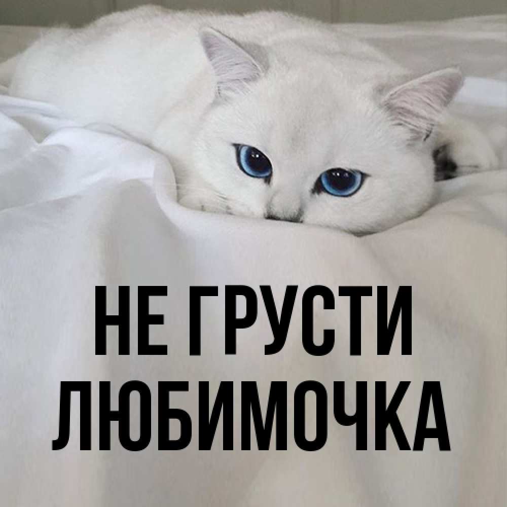 Открытка на каждый день с именем, Любимочка Не грусти Голубоглазая кошка Прикольная открытка с пожеланием онлайн скачать бесплатно 