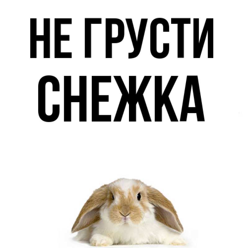 Картинка Не грусти, Снежка