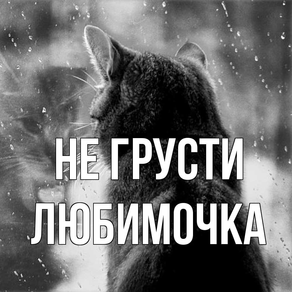 Открытка на каждый день с именем, Любимочка Не грусти отражение кота 1 Прикольная открытка с пожеланием онлайн скачать бесплатно 