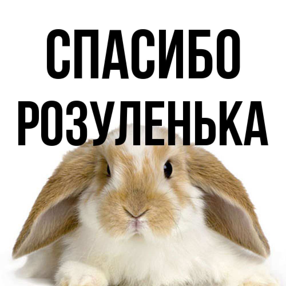 Открытка на каждый день с именем, Розуленька Спасибо коричнево белый заяц Прикольная открытка с пожеланием онлайн скачать бесплатно 