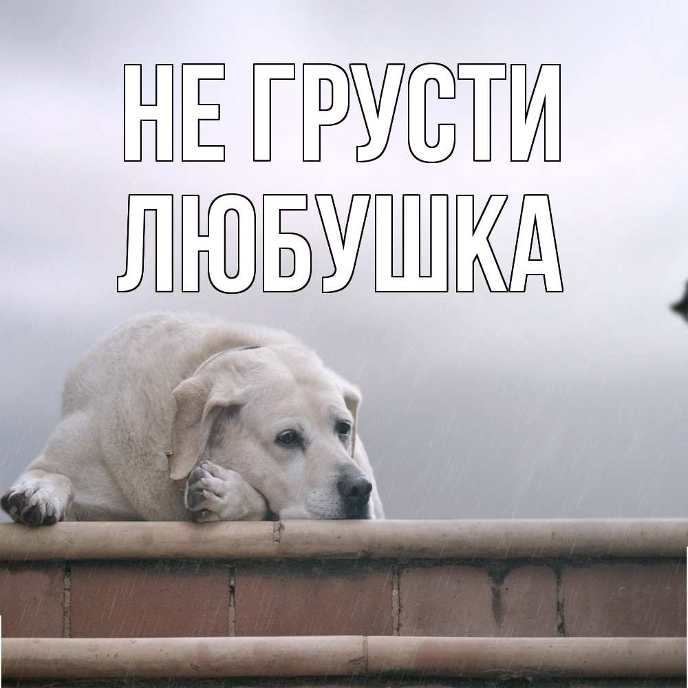 Открытка на каждый день с именем, Любушка Не грусти белый пес 1 Прикольная открытка с пожеланием онлайн скачать бесплатно 