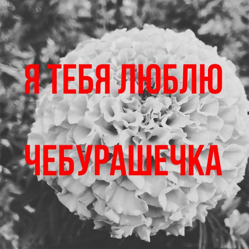 Картинка Я тебя люблю, Чебурашечка