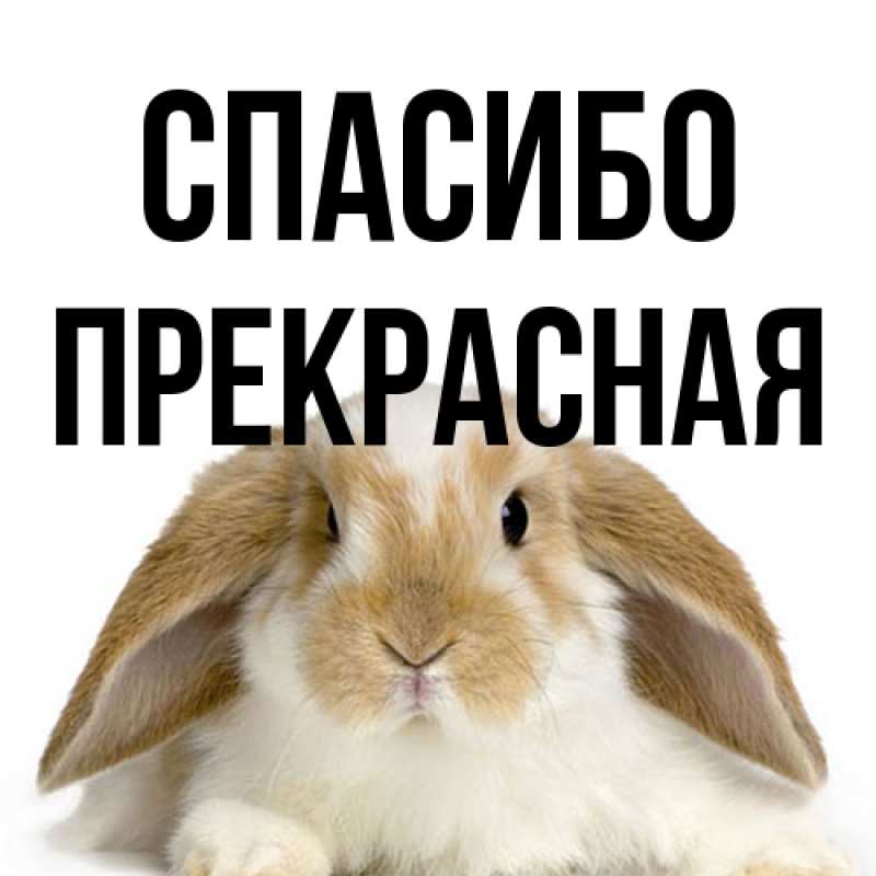 Картинка Спасибо, Пpекpасная