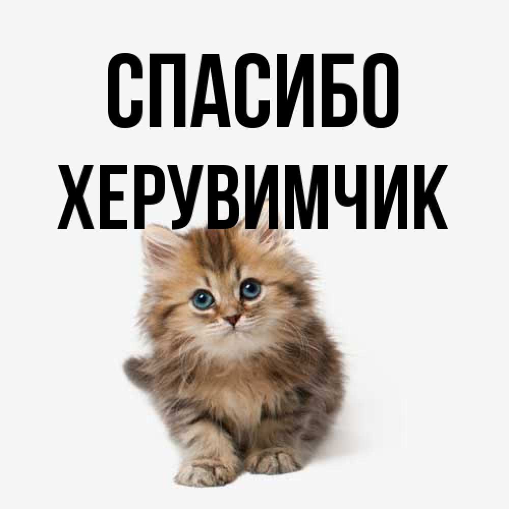 Открытка на каждый день с именем, Хеpувимчик Спасибо пушистый котик Прикольная открытка с пожеланием онлайн скачать бесплатно 