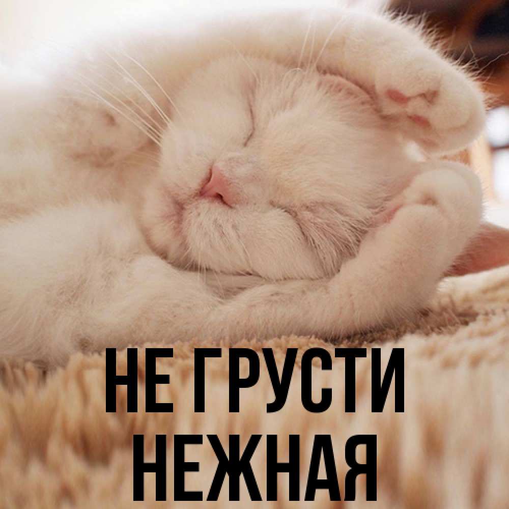 Открытка на каждый день с именем, Hежная Не грусти Котенок спит Прикольная открытка с пожеланием онлайн скачать бесплатно 